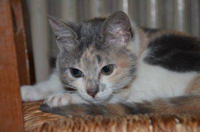 gattina