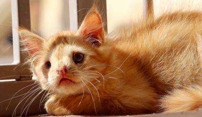 fonte - lovemeow.com