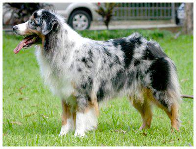 australian shepherd