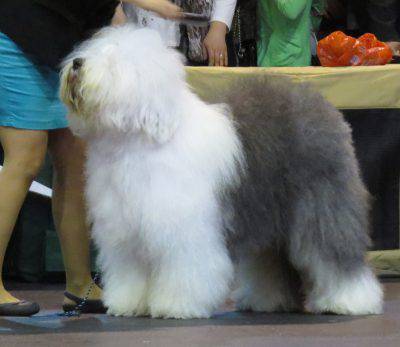 bobtail