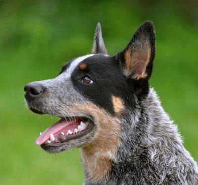 cattledog_little_joe