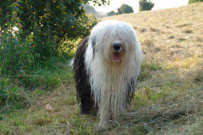 bobtail
