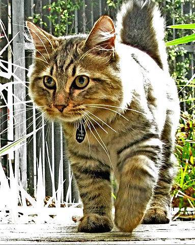 american-bobtail
