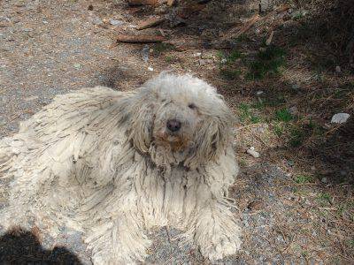 komondor-4
