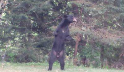@Facebook/Pedals the Injured Bipedal Bear