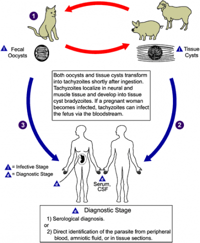 toxoplasmosi