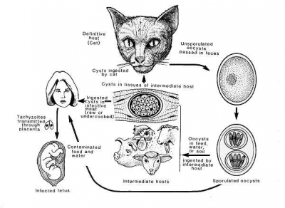 toxoplasmosi2