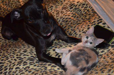 cane e gatto