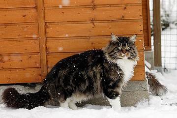 male-mainecoon