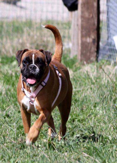boxer2
