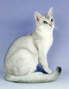 burmilla2