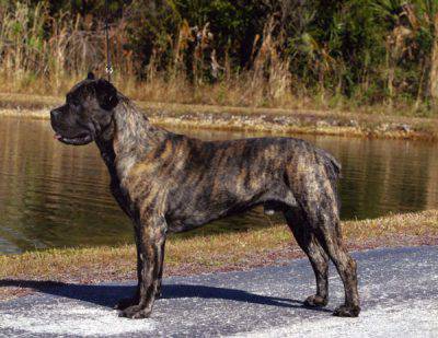 cane-corso-5