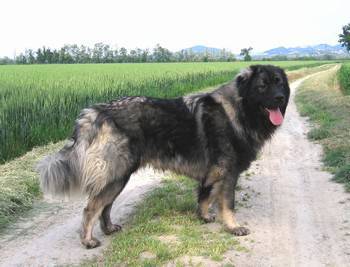 ciarplanina