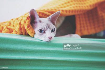 devon-rex