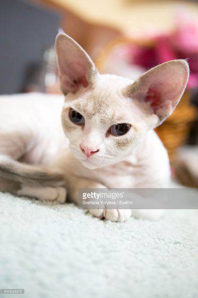 devon-rex3