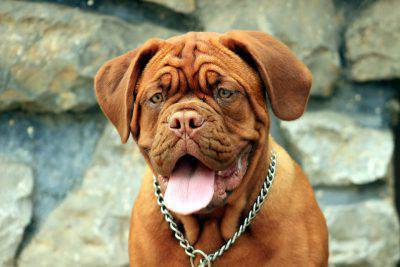 dogue-de-bordeaux-2