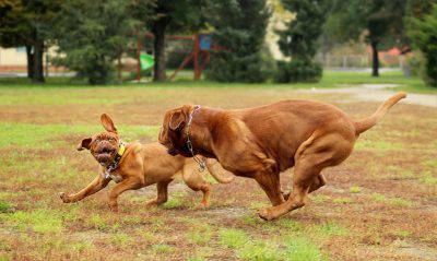 dogue-de-bordeaux