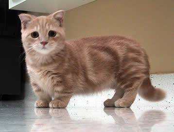 munchkin_cat
