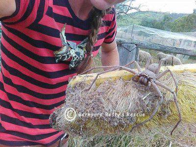 @Facebook/Barnyard Betty's Rescue