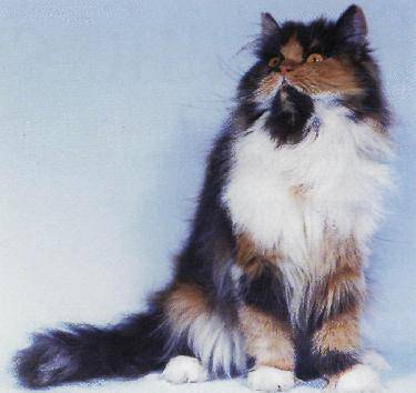 persiano-calico