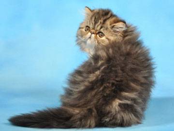 persiano-tabby2
