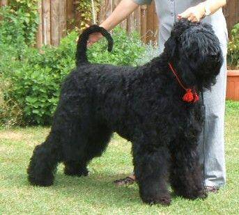 terrier-nero-russo