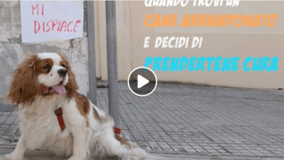 contenuto 100% originale