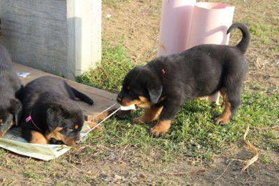 rottweiler