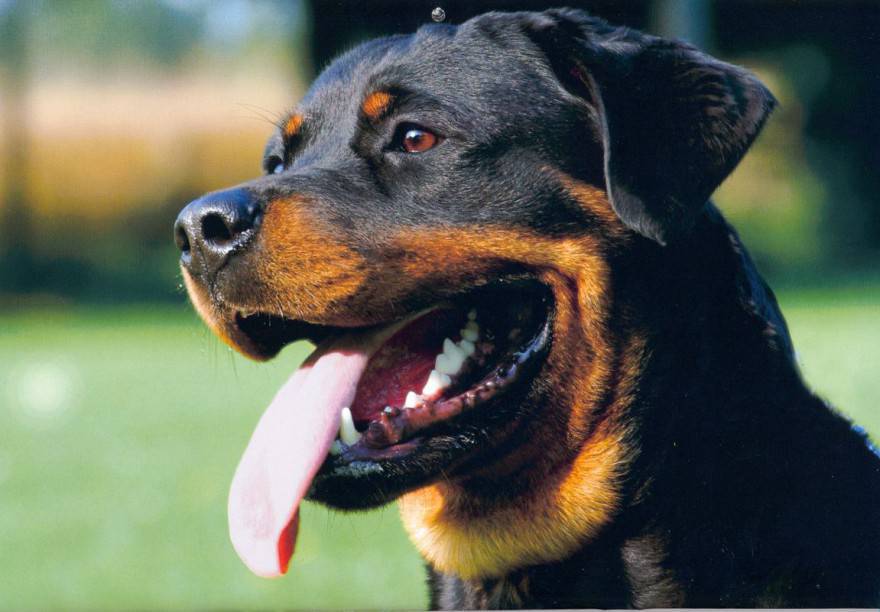 Rottweiler_