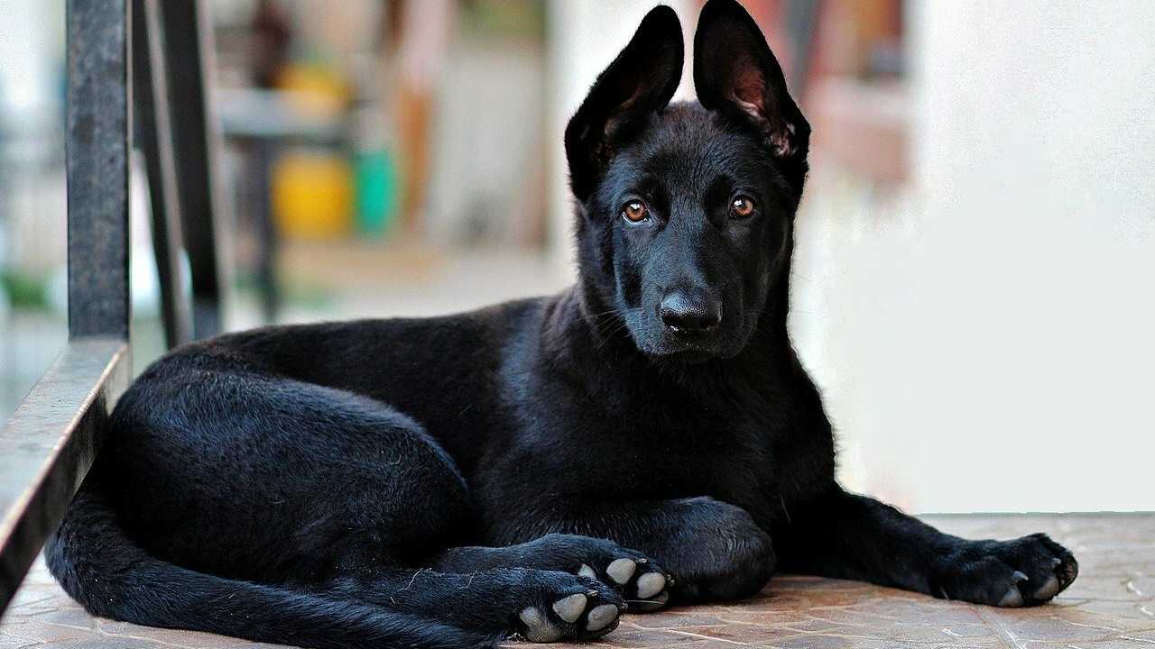 cane nero black dog project