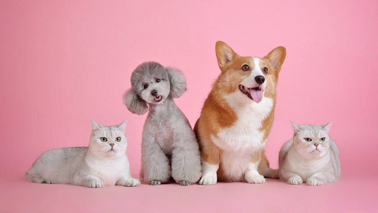 dieta per cani e gatti