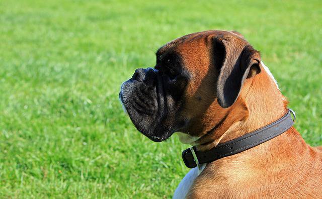 boxer