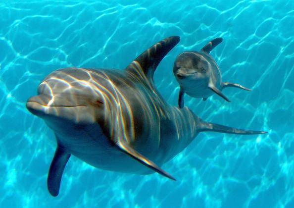 i delfini imparano l'inglese