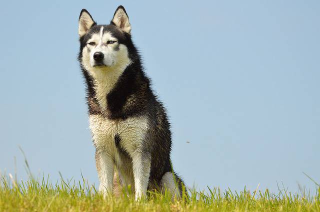husky
