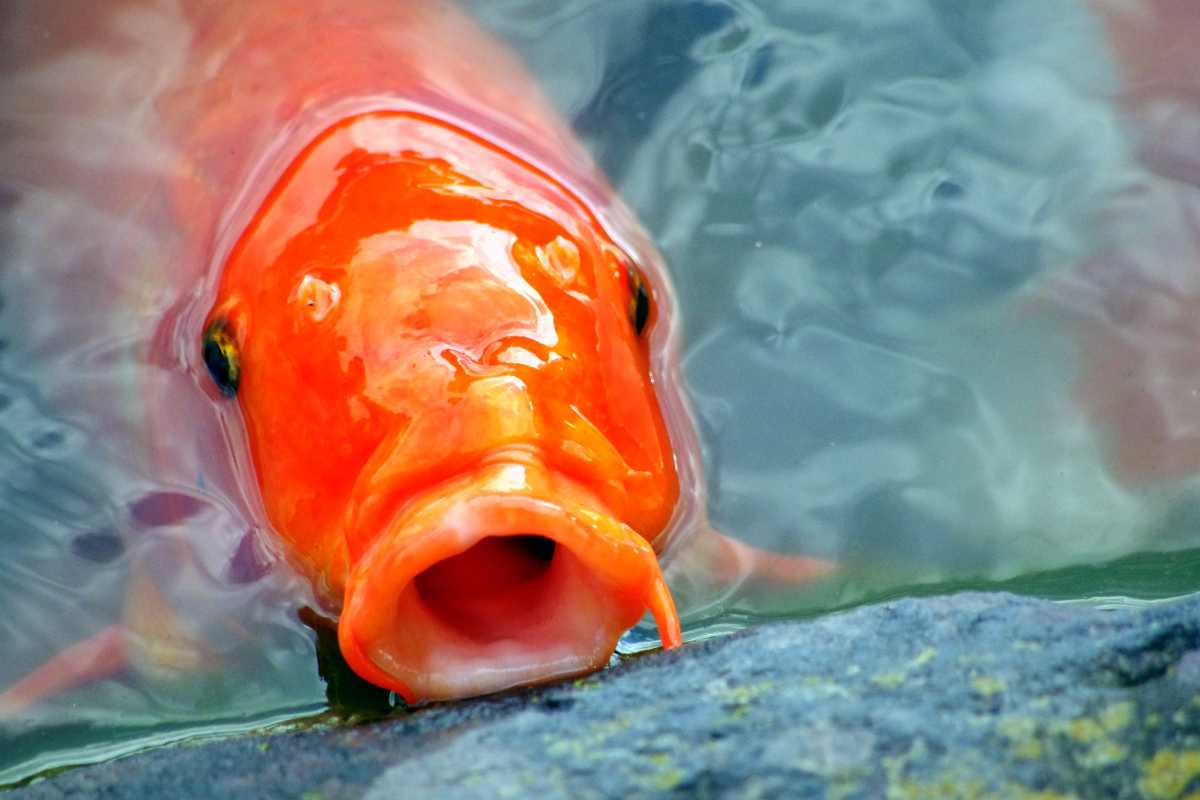 pesce