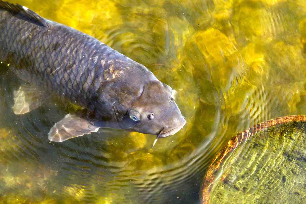 pesce grigio