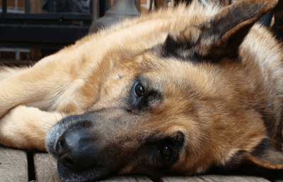 Prevenire la Leishmaniosi: la malattia infettiva più temuta nel cane