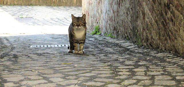 gatto randagio