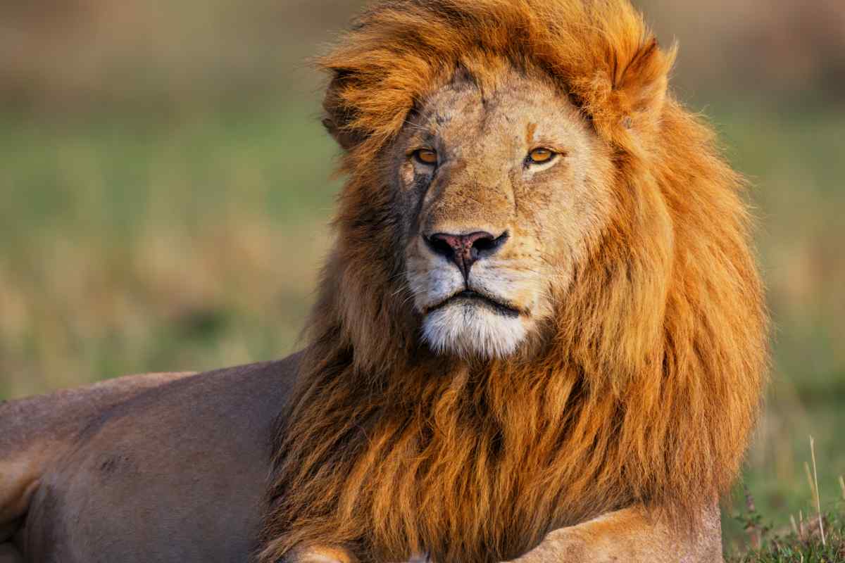 leone