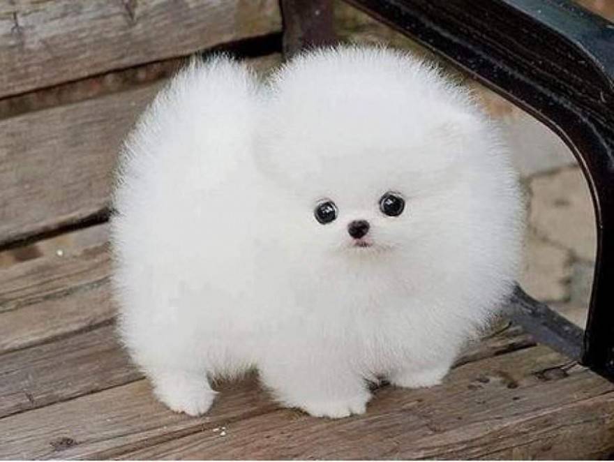 pomeriana