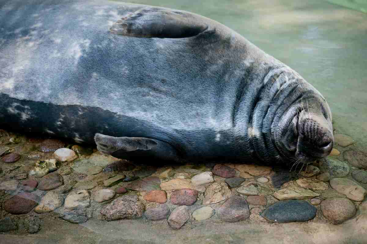 foca che dorme