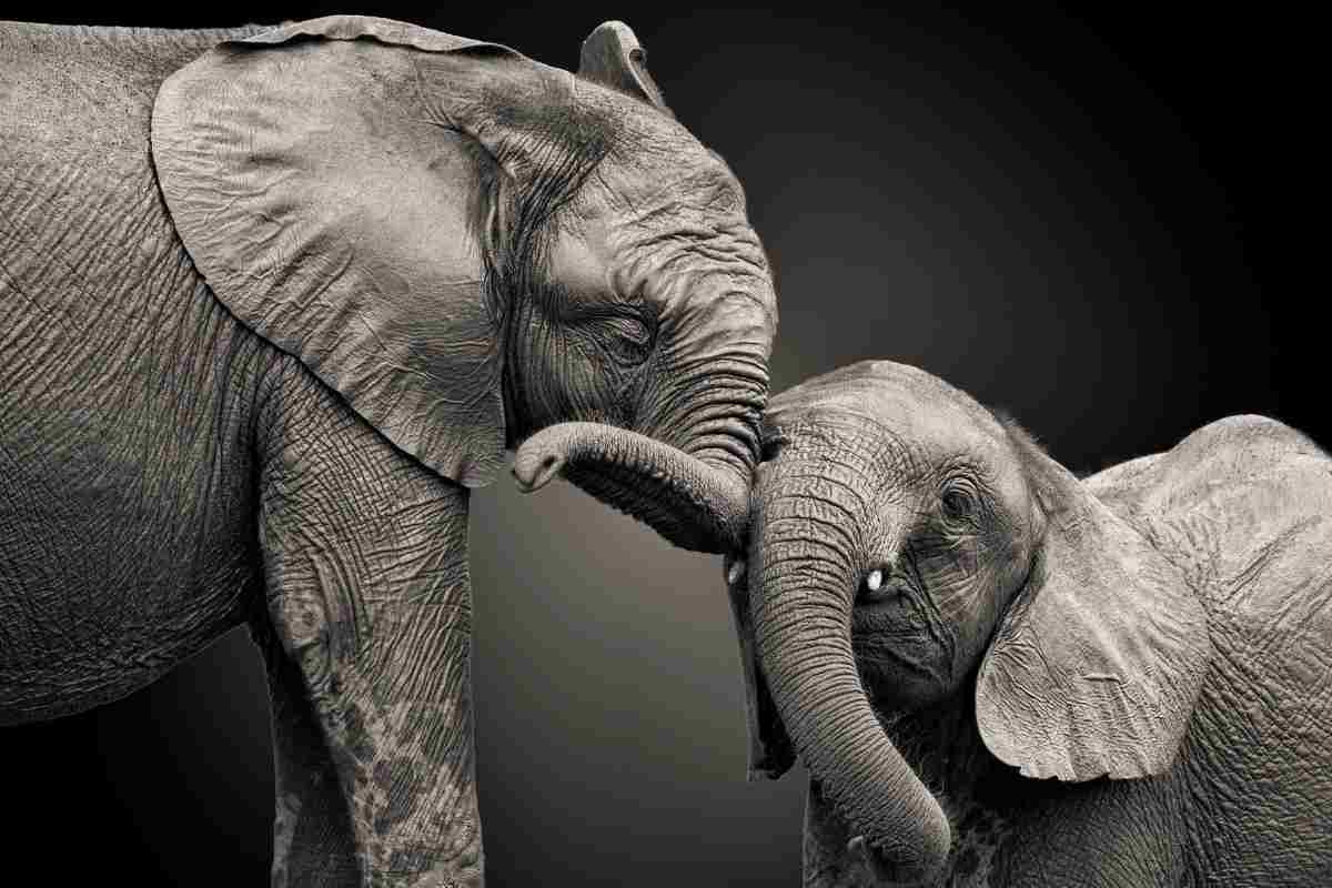 elefante e cucciolo 