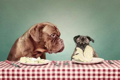 cani che mangiano