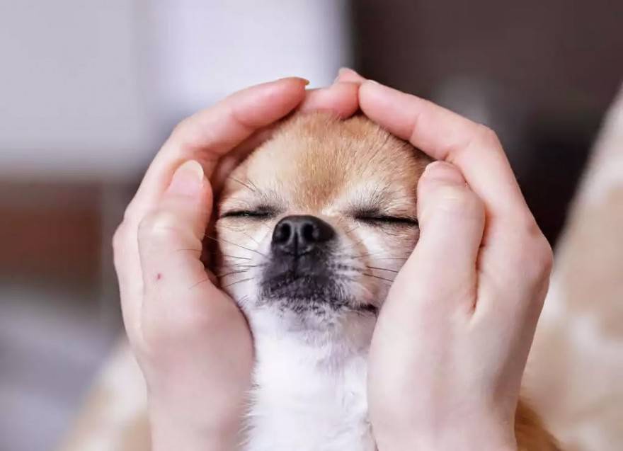 cane coccole