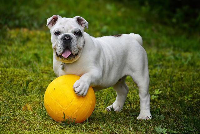 cane gioco