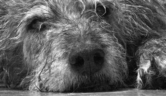 cane anziano