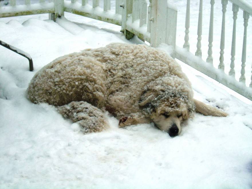 animali e neve