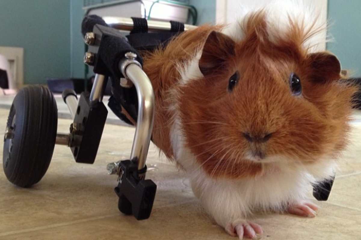 cavia in sedia a rotelle