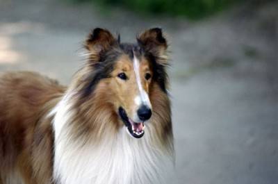 razze cani intelligenti