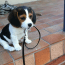 carattere del cane